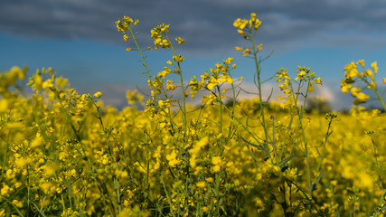 Obraz premium rapeseed flowers bloom on the field