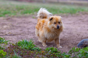 pet dog mongrel shot on a cloudy and cold spring day