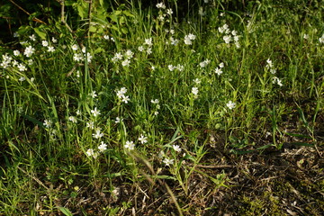 Acker-Hornkraut (Cerastium arvense)