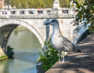 A seagull on river bank in Rome, Italy