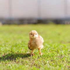 Yellow little pretty chicken on fresh green grass in garden. Soft focus