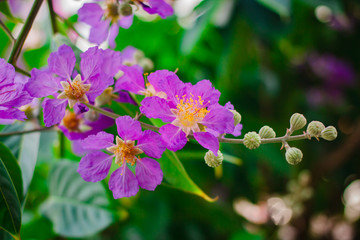Inthanin, Queen's flower, large tree with beautiful purple flowers.