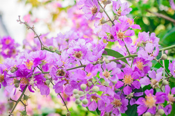 Inthanin, Queen's flower, large tree with beautiful purple flowers.