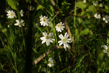 Acker-Hornkraut (Cerastium arvense)