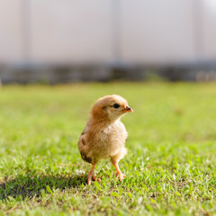 Yellow little pretty chicken on fresh green grass in garden. Soft focus