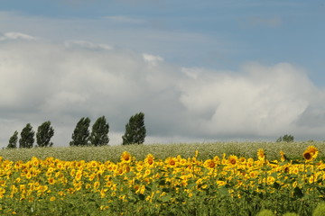 Obraz premium 夏の大地