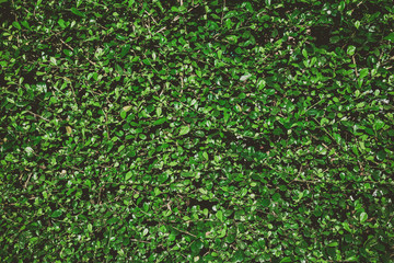 Summer tropical background. Beautiful plants in the garden.