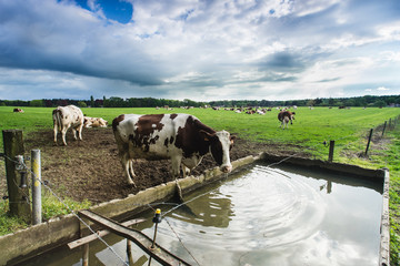  A cow drinking from a water trough in the farmlands of Belgium under a cloudy sky - 267217112