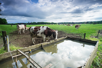 A cow drinking from water under a cloudy sky in Belgium - 267217122