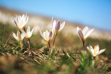 Crocus, first spring flowers