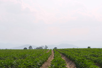 rows of young plants in a field