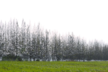 Obraz premium trees in field