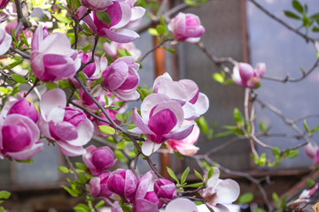Obraz premium Magnolia x soulangeana pink. Botanical Garden Kiev. Magnolia tree with large light green leaves and cupped large flowers. In the evening, magnolias close in bud. Exquisite and luxurious magnolia flowe