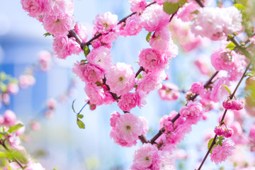 Obraz premium Spring spirit: Branches of Prunus triloba - louiseania with beautiful pink flowers on blurry white background with bokeh