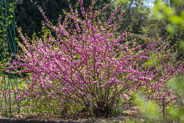 Obraz premium Spring spirit: Branches of Prunus triloba - louiseania with beautiful pink flowers on blurry white background with bokeh