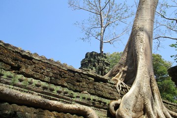 Cambodia Angkor Wat tree grows into shrine