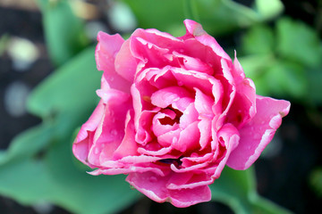 pink rose in garden