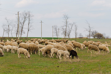 Obraz premium A herd of goats and sheep. Animals graze in the meadow. Mountain pastures of Europe.