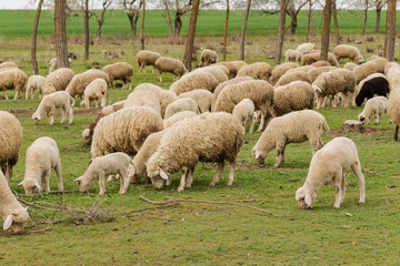 Obraz na płótnie Canvas A herd of goats and sheep. Animals graze in the meadow. Mountain pastures of Europe.