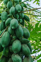 Green papaya on the papaya tree