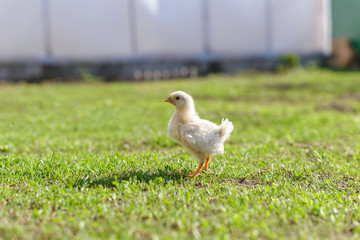 Yellow little pretty chicken on fresh green grass in garden. Soft focus