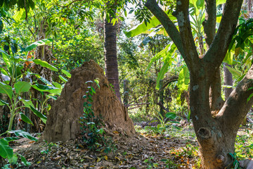 A very big termite hill in the forest