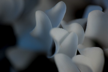 白いシクラメンの花びら