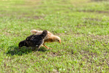Yellow and black little pretty chickens on fresh green grass in garden. Soft focus
