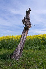 Wildlife / Ponitz / Germany: Tree trunk fragment of a dead tree at the edge of a blooming rapeseed field in Eastern Thuringia as an ideal nesting place for large carpenter bees