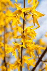 Branch of flowering Forsythia closeup on blue sky background