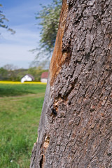 Wildlife / Ponitz / Germany: Large carpenter bee at the entrance to her nest cave in the trunk of a dead tree in the countryside in Eastern Thuringia