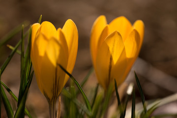 クロッカスの花