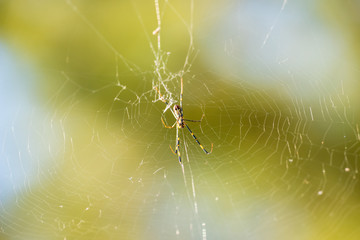 蜘蛛の巣