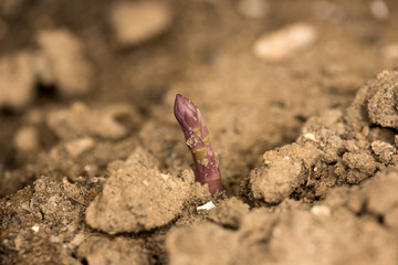 アスパラガスの芽