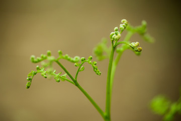 わらび　春の野草