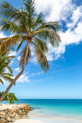 A palm tree on an idyllic Caribbean Beach, with a turquoise sea behind