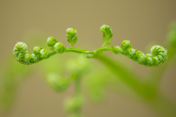 わらび　春の野草