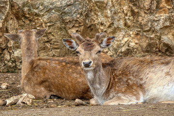 Portrait of a fallow deer in a park