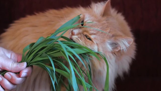 Red fluffy cat eats green grass with vitamins from human hand, close up
