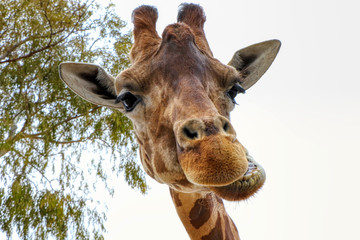 Funny face of a giraffe