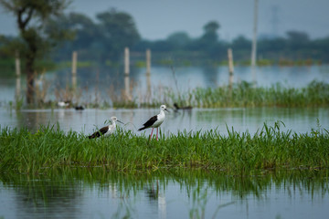 Black-winged stilt (Himantopus himantopus) pair in a blue scenic background at keoladeo national park, bharatpur, rajasthan, india