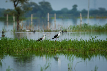 Black-winged stilt (Himantopus himantopus) pair in a blue scenic background at keoladeo national park, bharatpur, rajasthan, india
