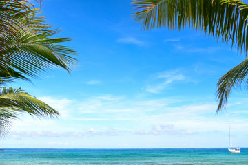 Coconut trees and tropical beach for the background.
