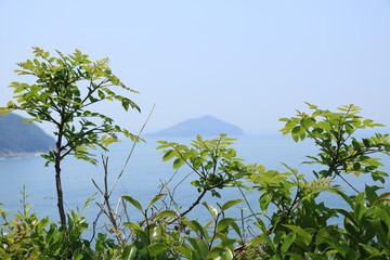 孤島と海と植物