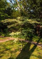 Spaziergang im Fr&uuml;hling im Stadtpark in F&uuml;rth/Bayern