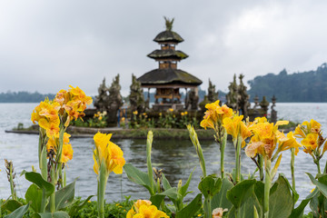 flower in the garden