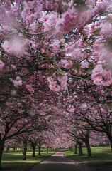 Cherry Blossom - Dundee