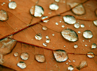 Color macro photography of rain drops on dry oak leaf