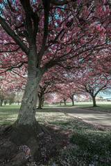 Naklejka premium Cherry Blossom - Dundee