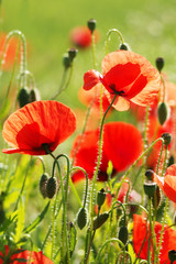 Beauty red poppies in green field, copy space